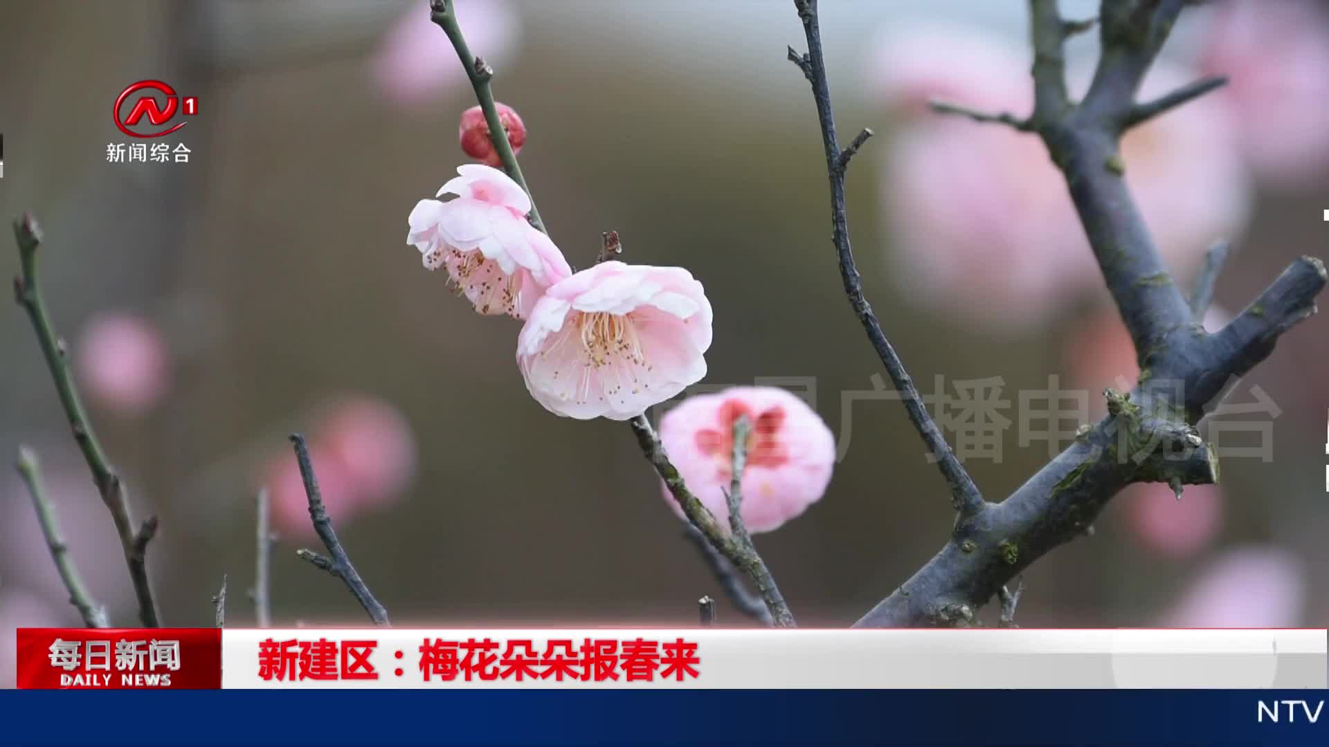 新建区：梅花朵朵报春来