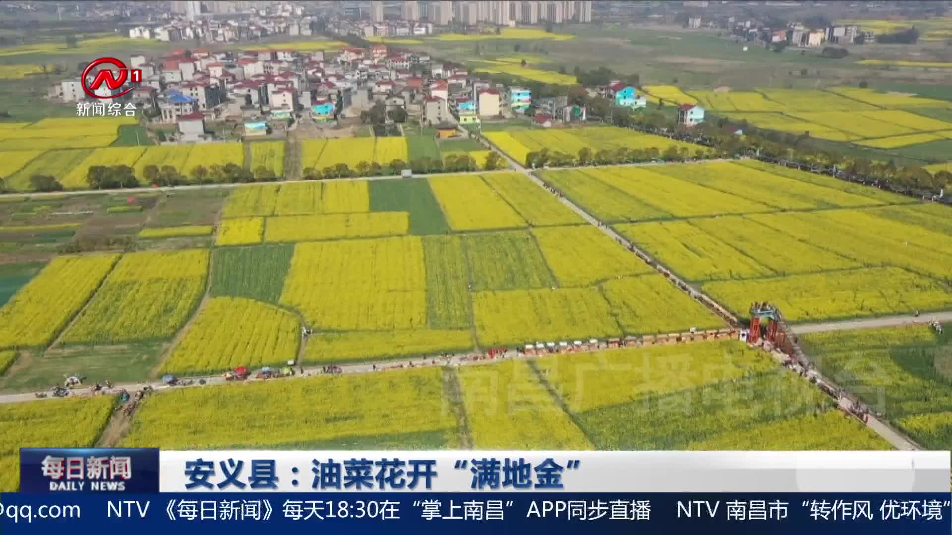 安义县：油菜花开“满地金”