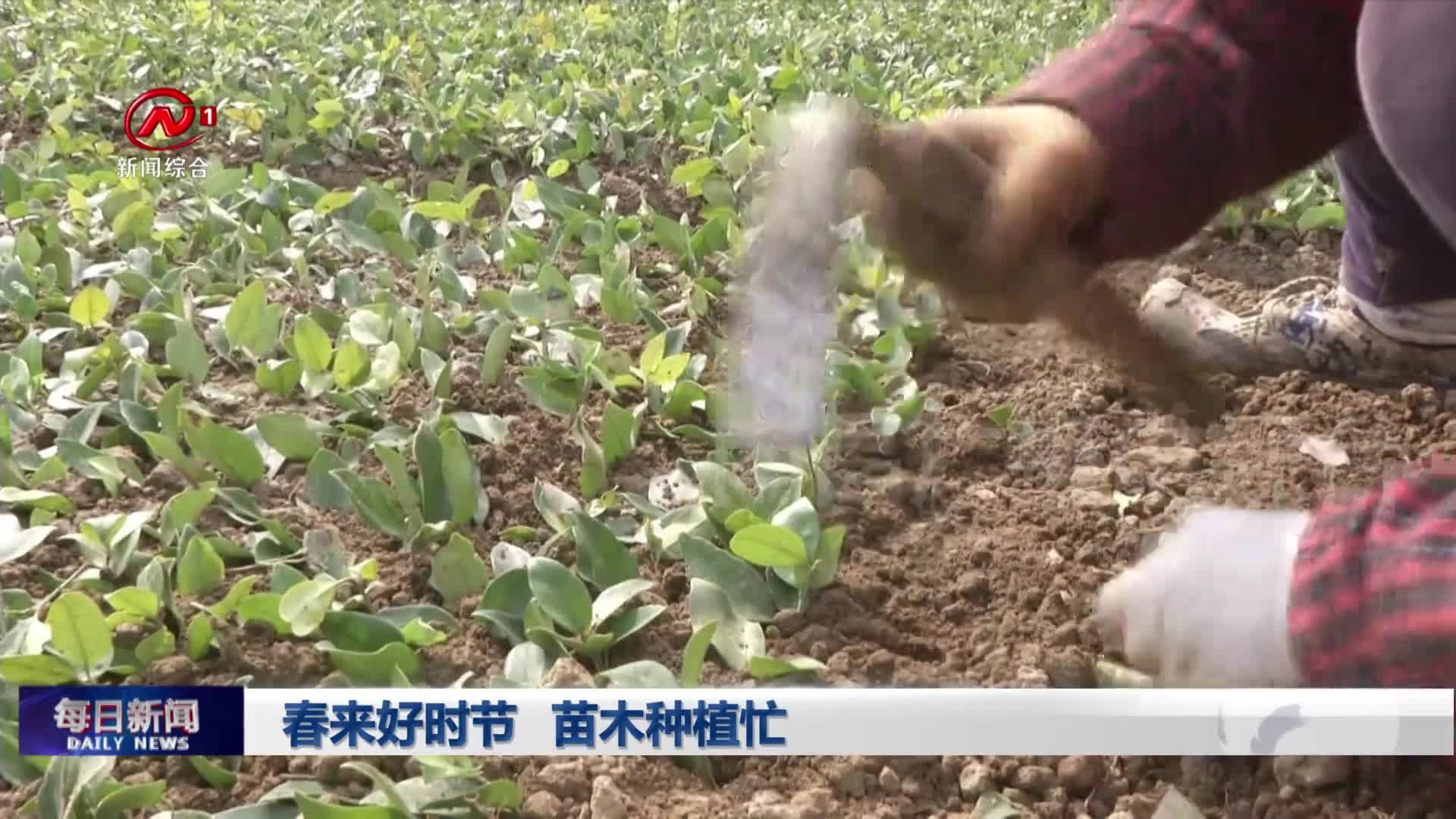 春来好时节 苗木种植忙