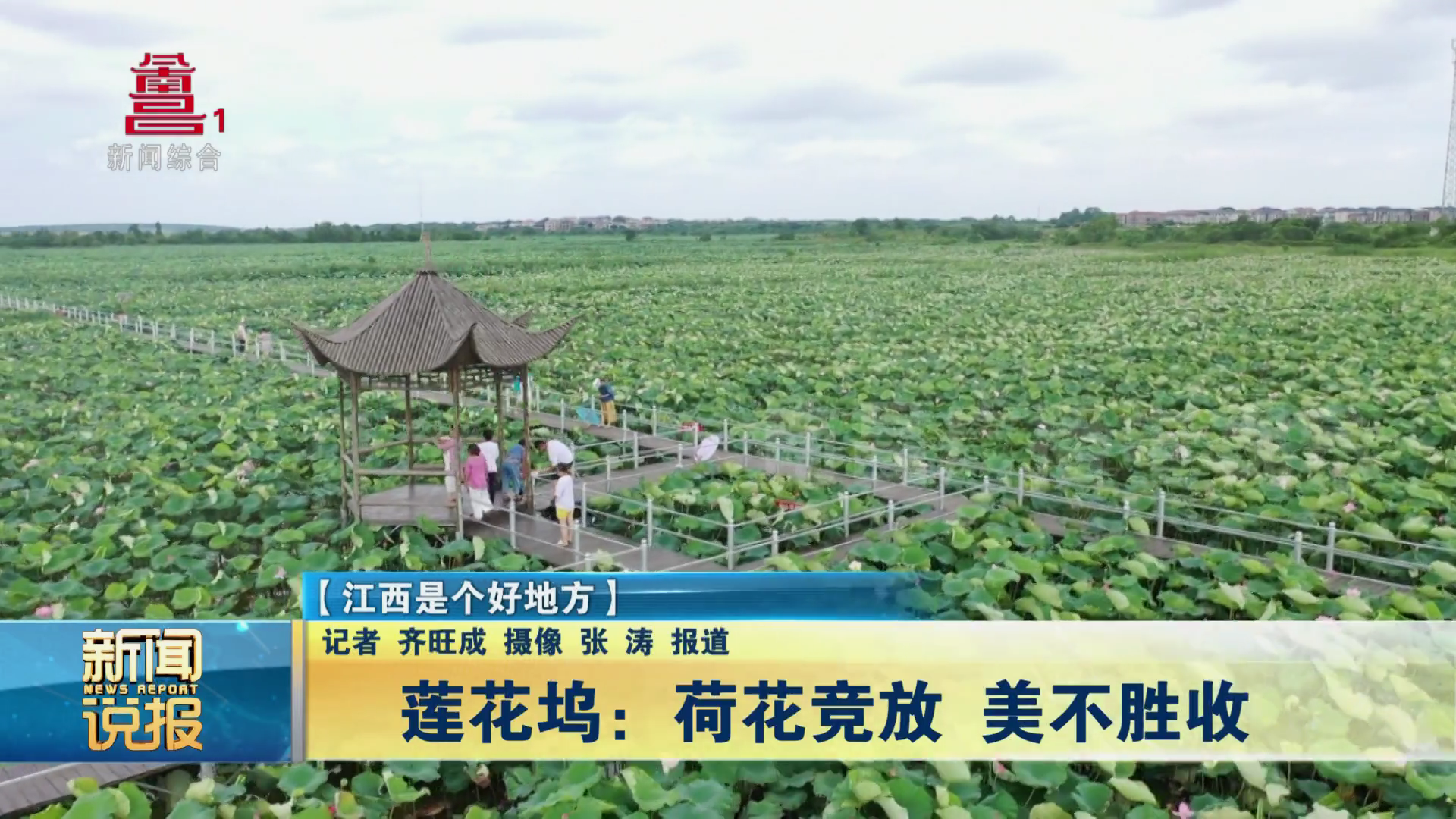 【江西是个好地方】莲花坞：荷花竞放 美不胜收