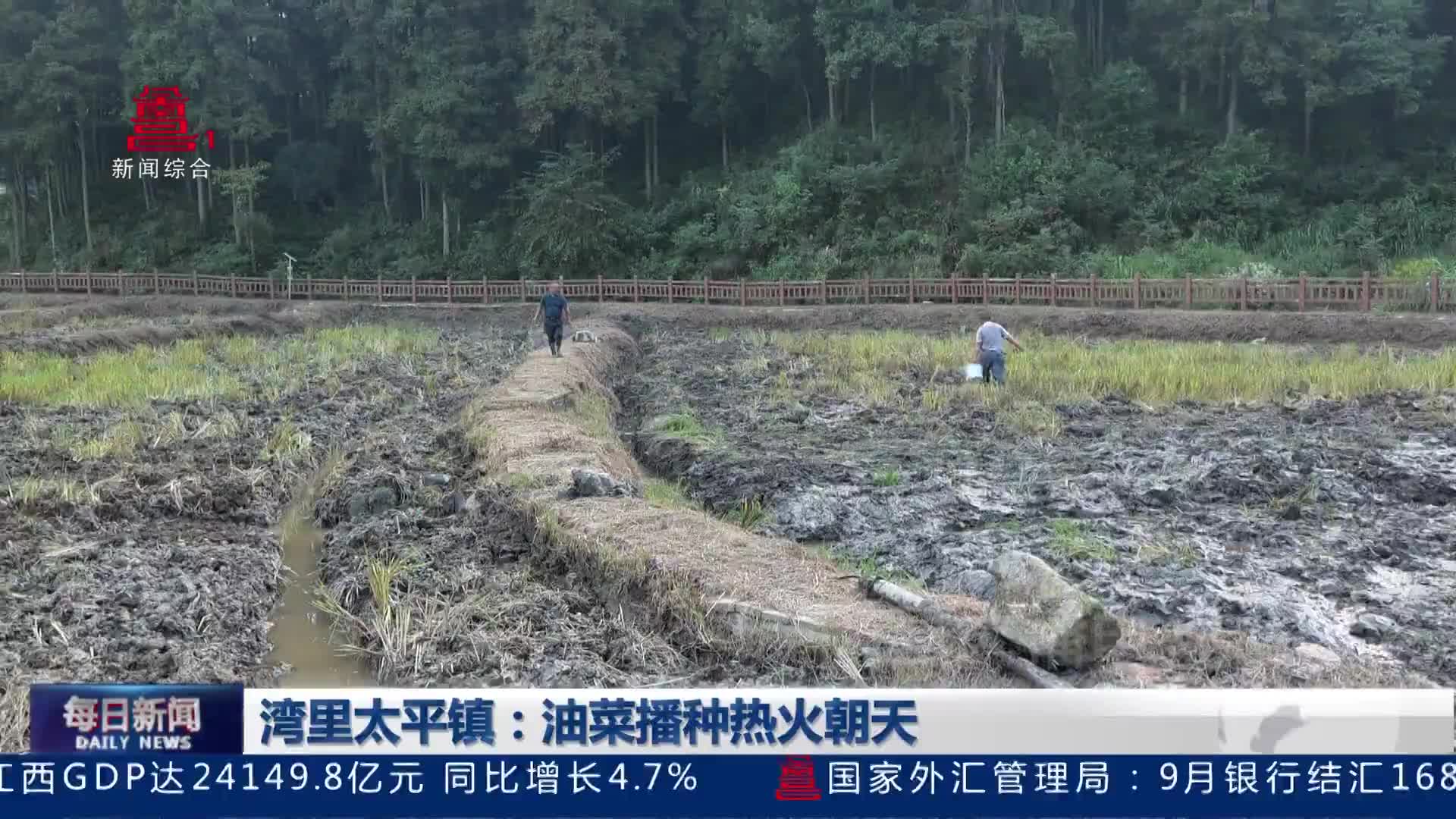 湾里太平镇：油菜播种热火朝天