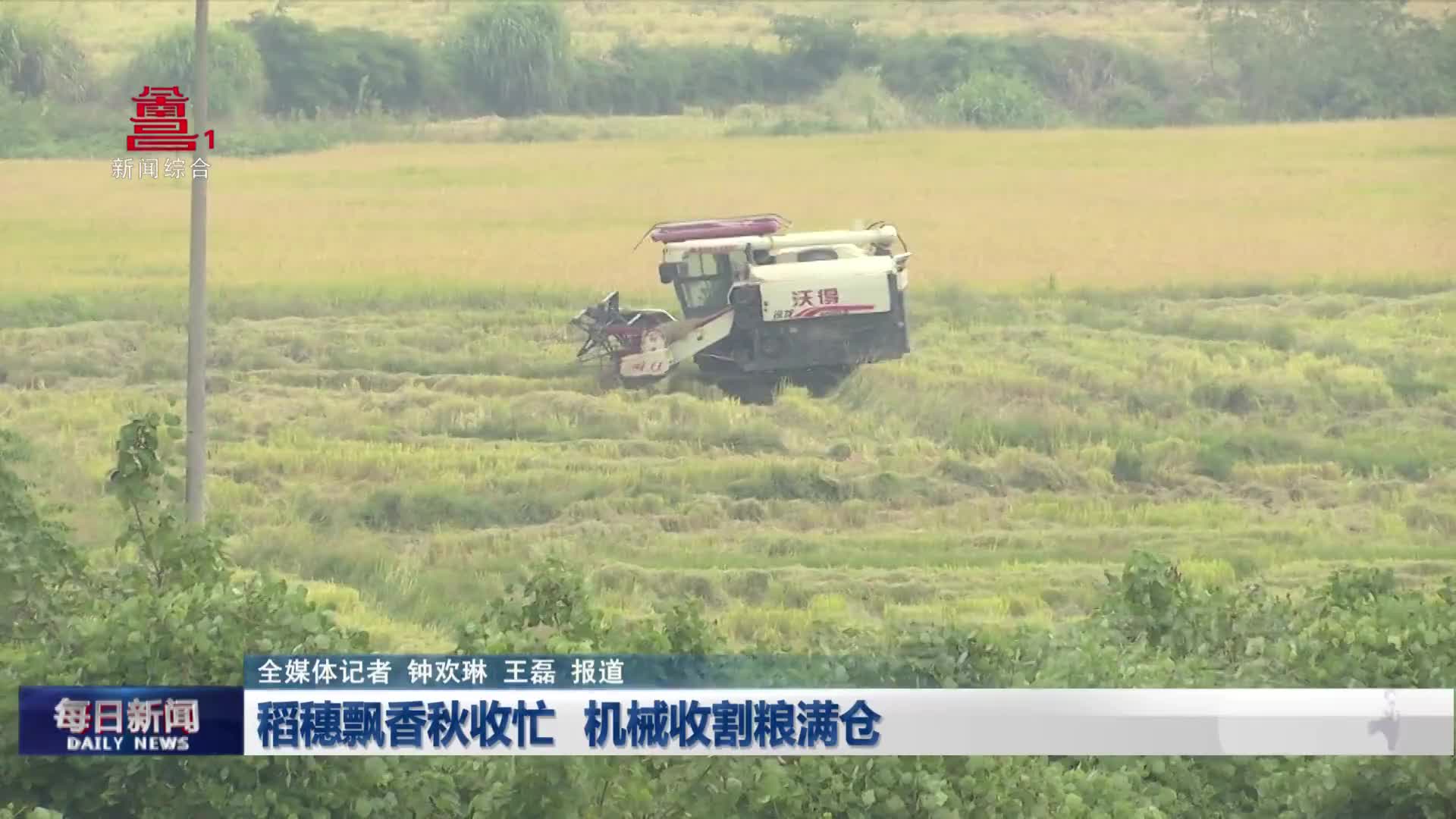 稻穗飘香秋收忙 机械收割粮满仓