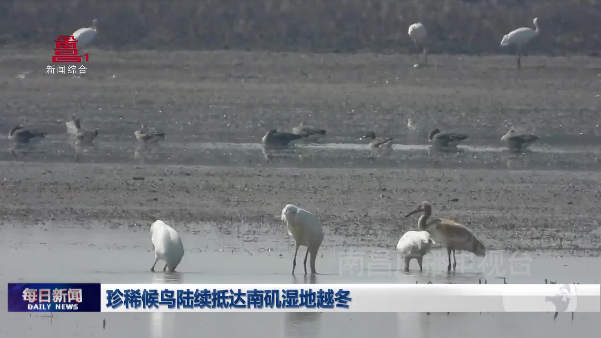 珍稀候鸟陆续抵达南矶湿地越冬