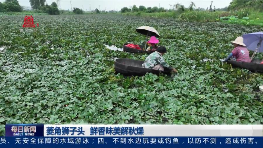 菱角狮子头 鲜香味美解秋燥